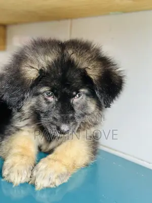 1-3 months Male Purebred German Shepherd