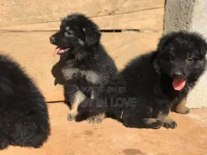 1-3 months Male Purebred German Shepherd
