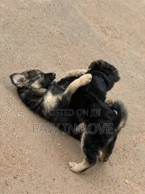 1-3 months Male Purebred German Shepherd