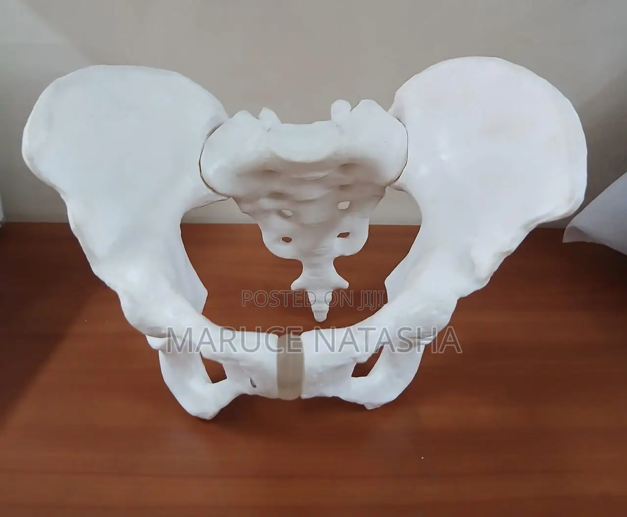 Female Pelvis Model