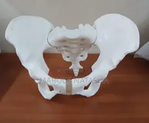 Female Pelvis Model