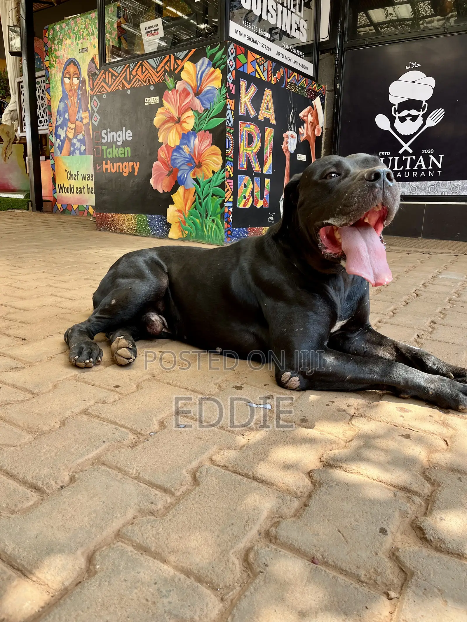 1+ year Male Purebred Boerboel
