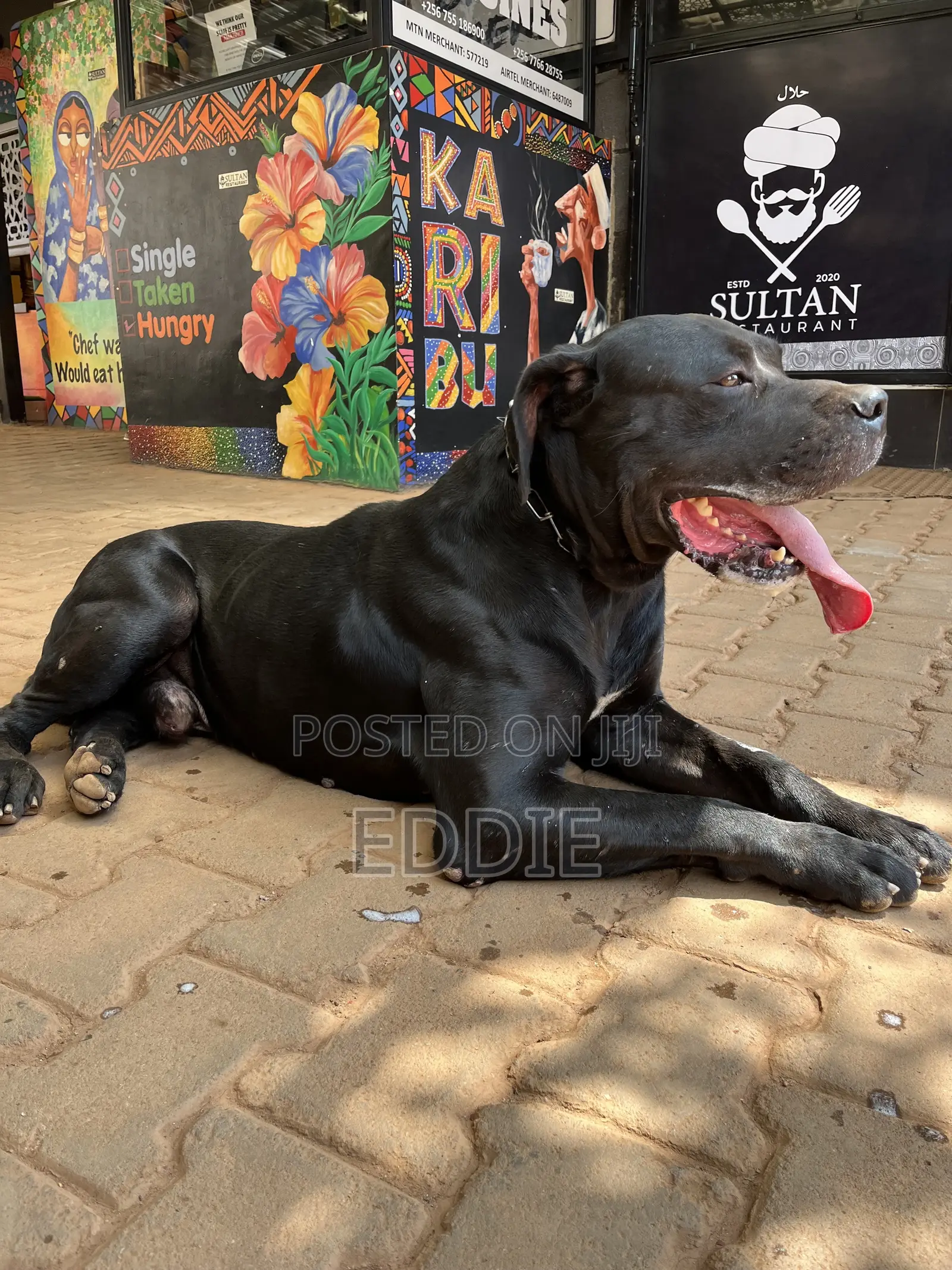 1+ year Male Purebred Boerboel
