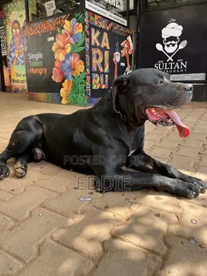 1+ year Male Purebred Boerboel