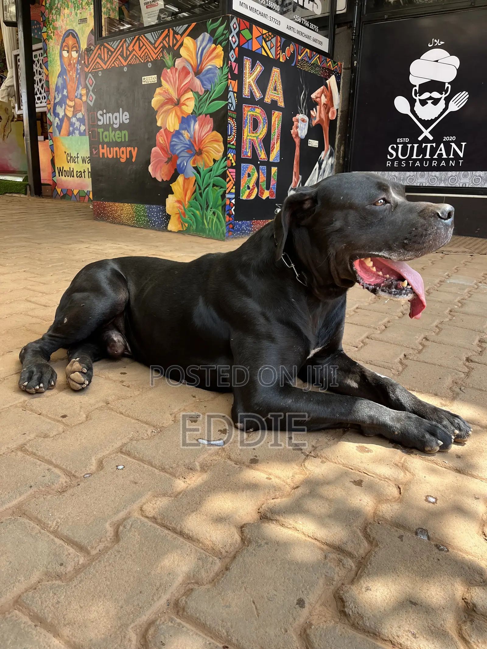 1+ year Male Purebred Boerboel