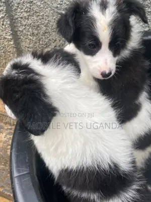 0-1 month Male Purebred Japanese Spitz