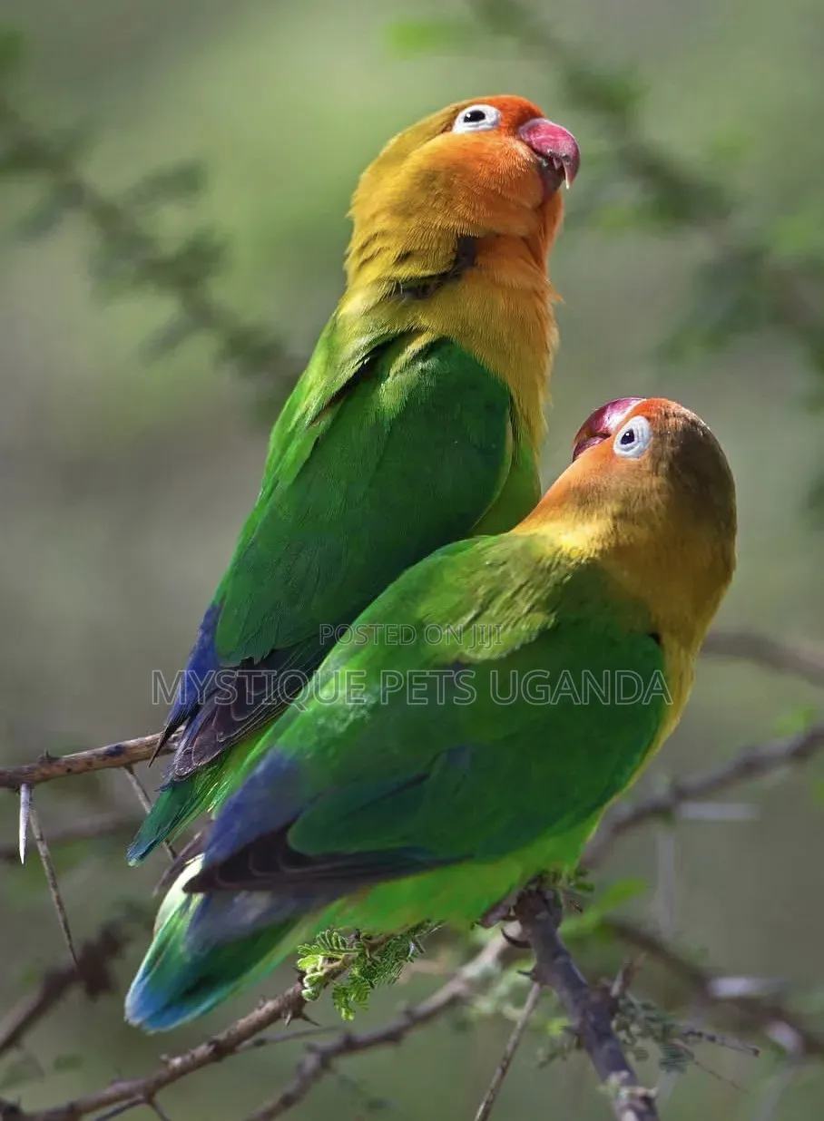Lovebirds for Sale
