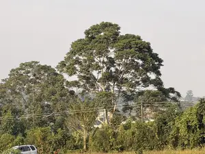 Land for Sale at Kabembe