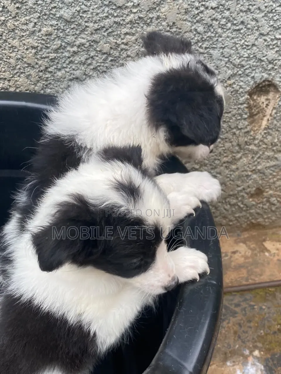 1-3 months Female Purebred Japanese Spitz