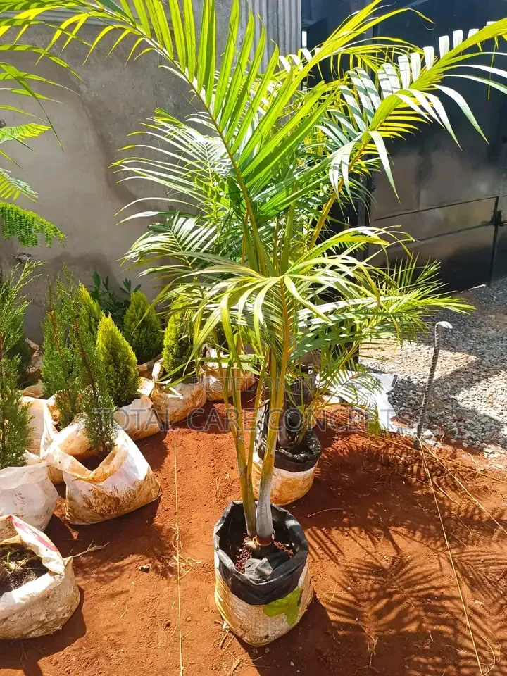 Best Gardening Services You Need