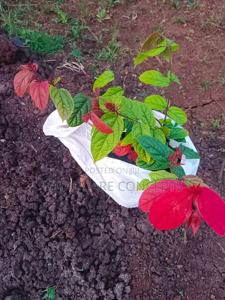 Best Gardening Services You Need