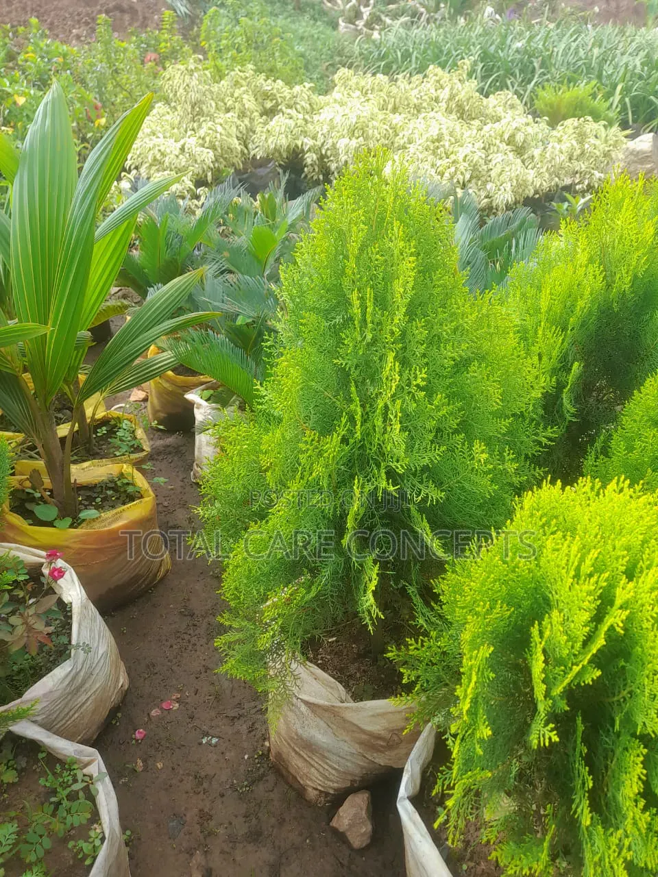 Best Gardening Services You Need