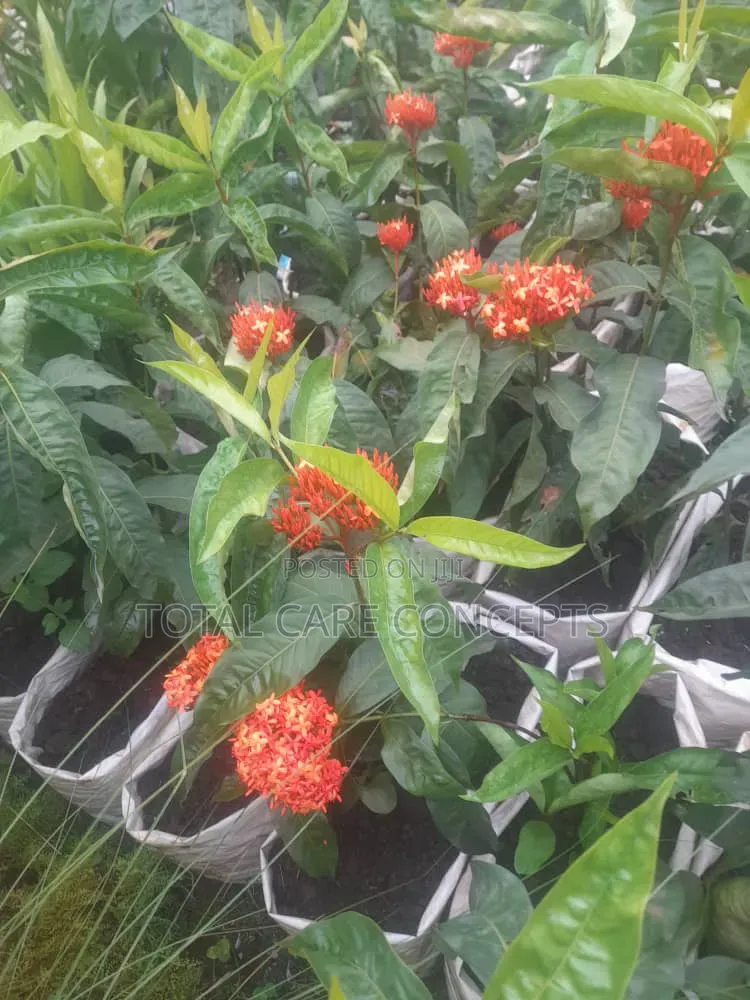 Best Gardening Services You Need
