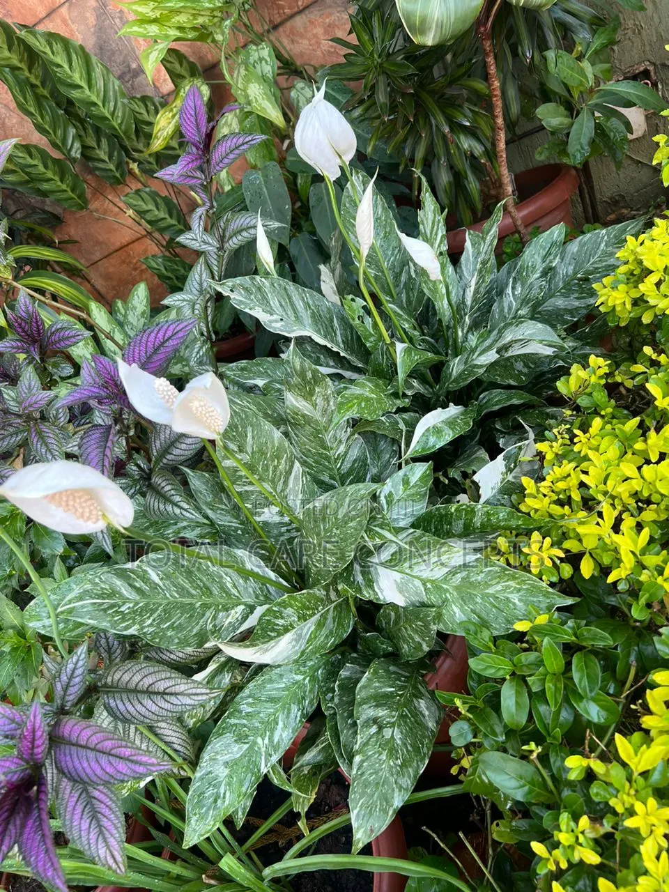Best Gardening Services You Need