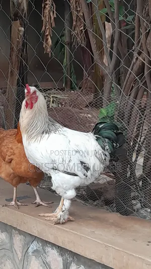 Zali20 Farmer