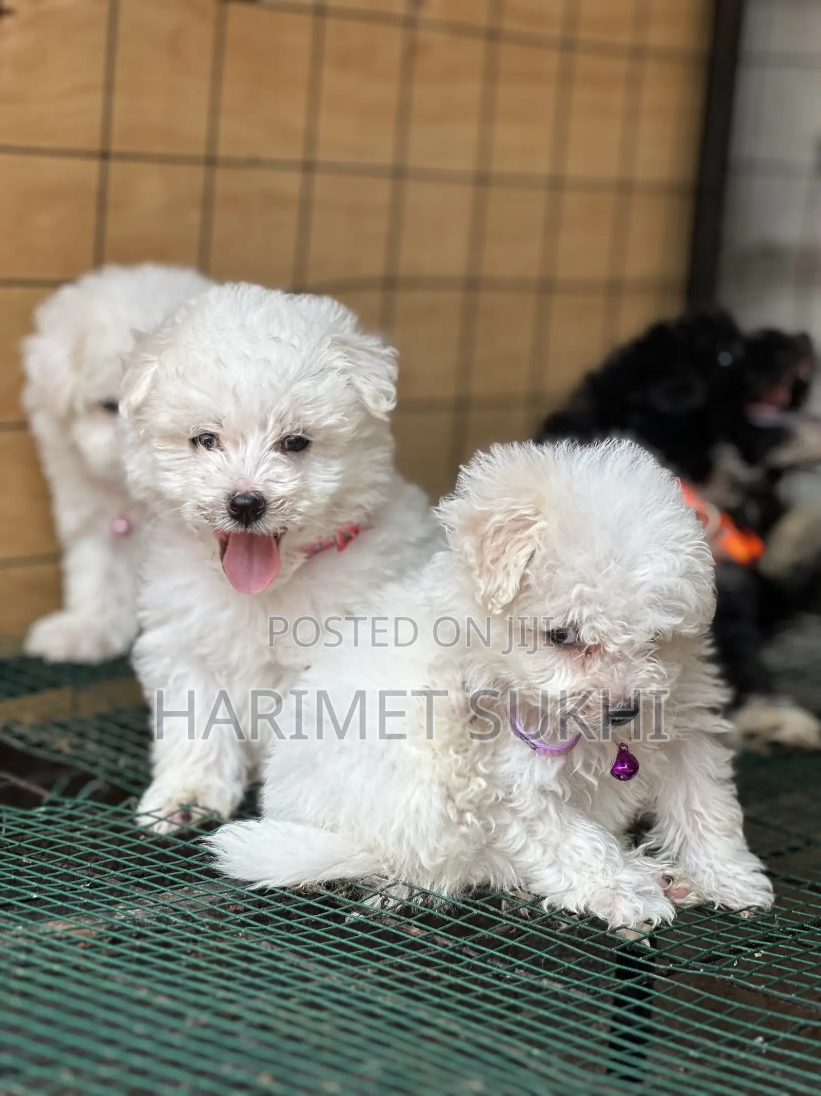 1-3 months Male Purebred Maltese