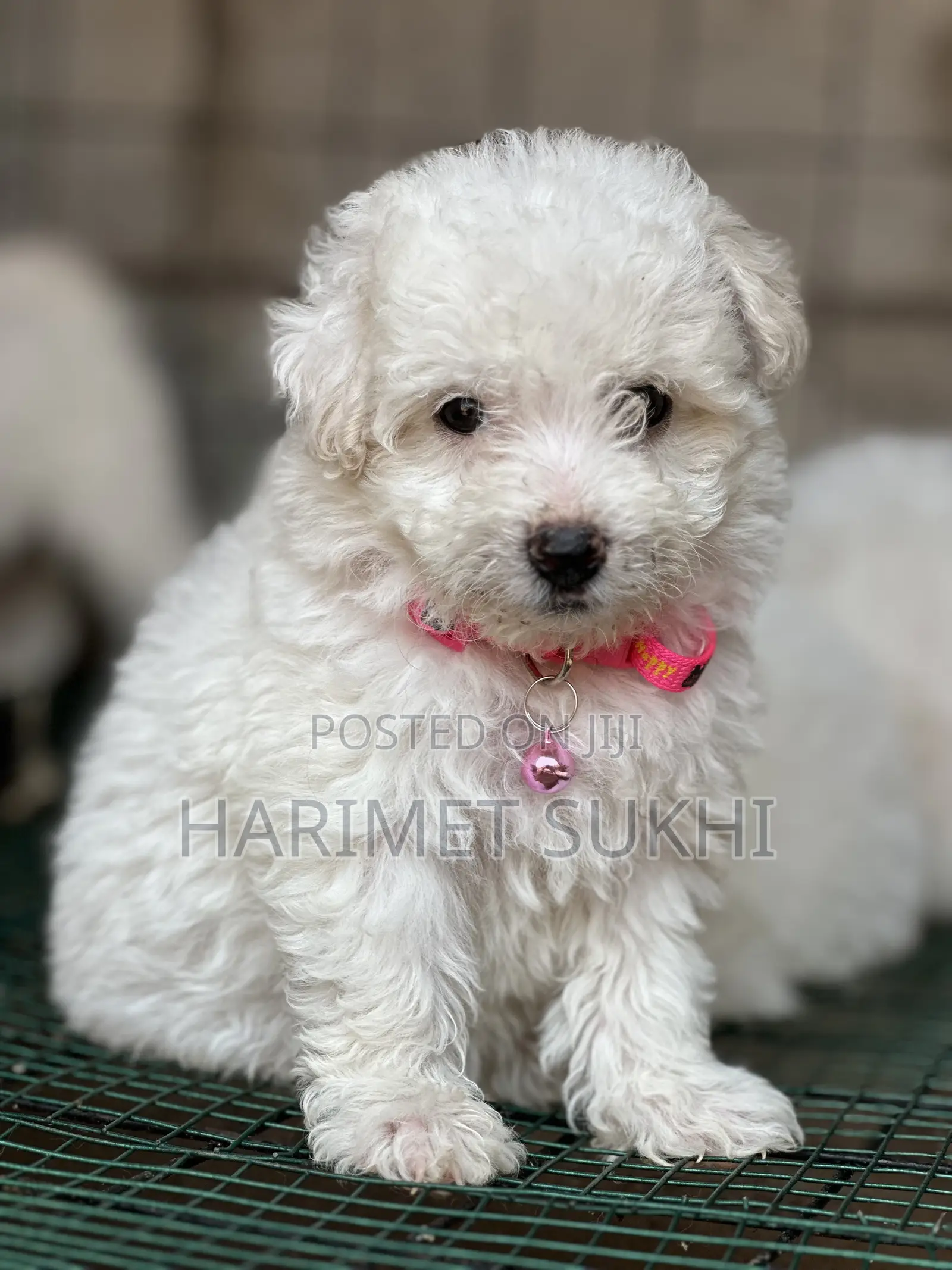 1-3 months Male Purebred Maltese