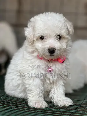 1-3 months Male Purebred Maltese