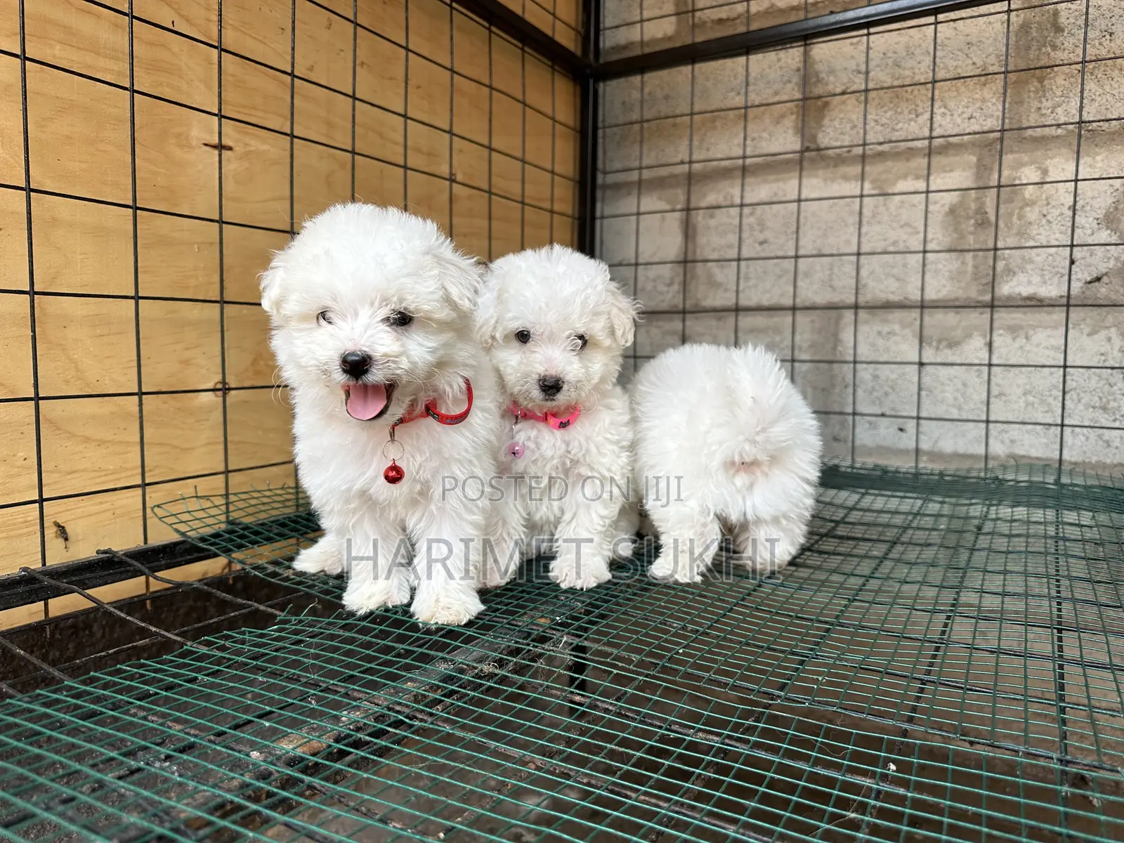 1-3 months Male Purebred Maltese