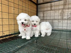 1-3 months Male Purebred Maltese