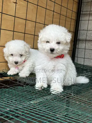 1-3 months Male Purebred Maltese