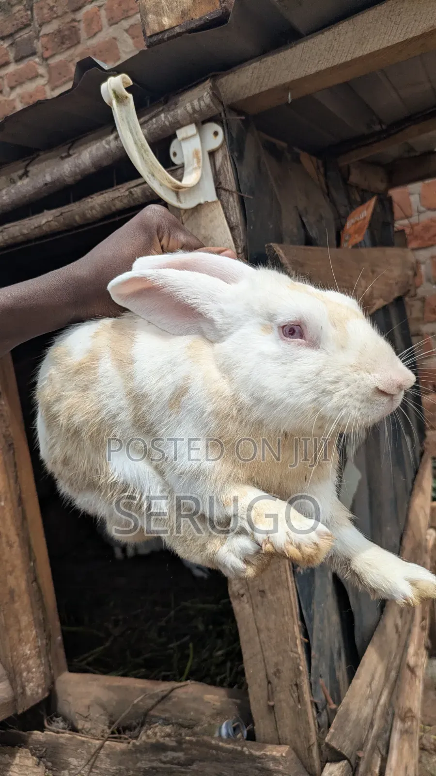 Male New Zealand White Rabbits