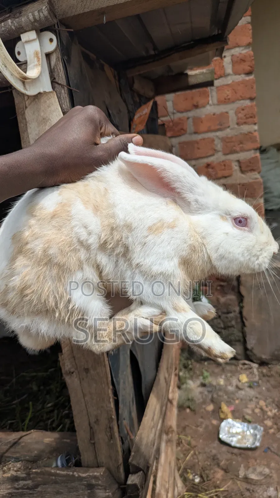 Male New Zealand White Rabbits