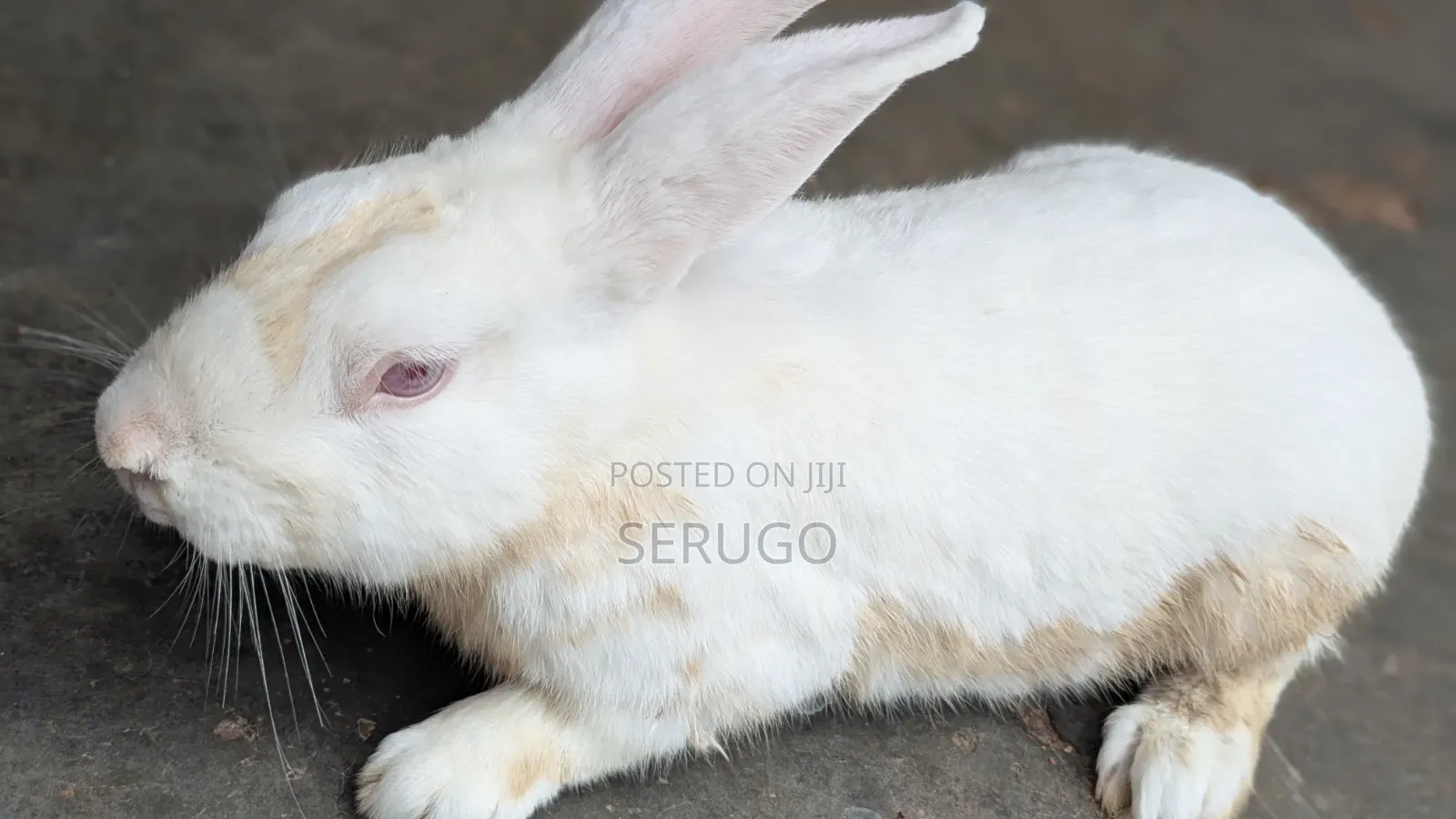 Male New Zealand White Rabbits