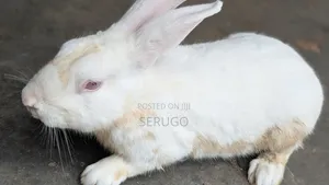 Male New Zealand White Rabbits