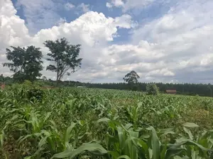 One Acre for Sale in Kiwenda 160M and I Be in Namusera at 110 Million