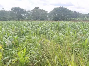 One Acre for Sale in Kiwenda 160M and I Be in Namusera at 110 Million
