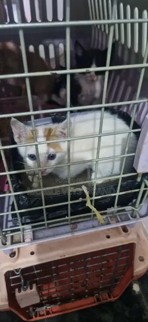 1-3 months Male Purebred Korat