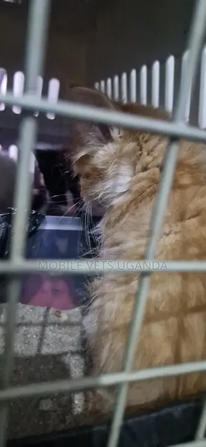 0-1 month Male Purebred American Bobtail