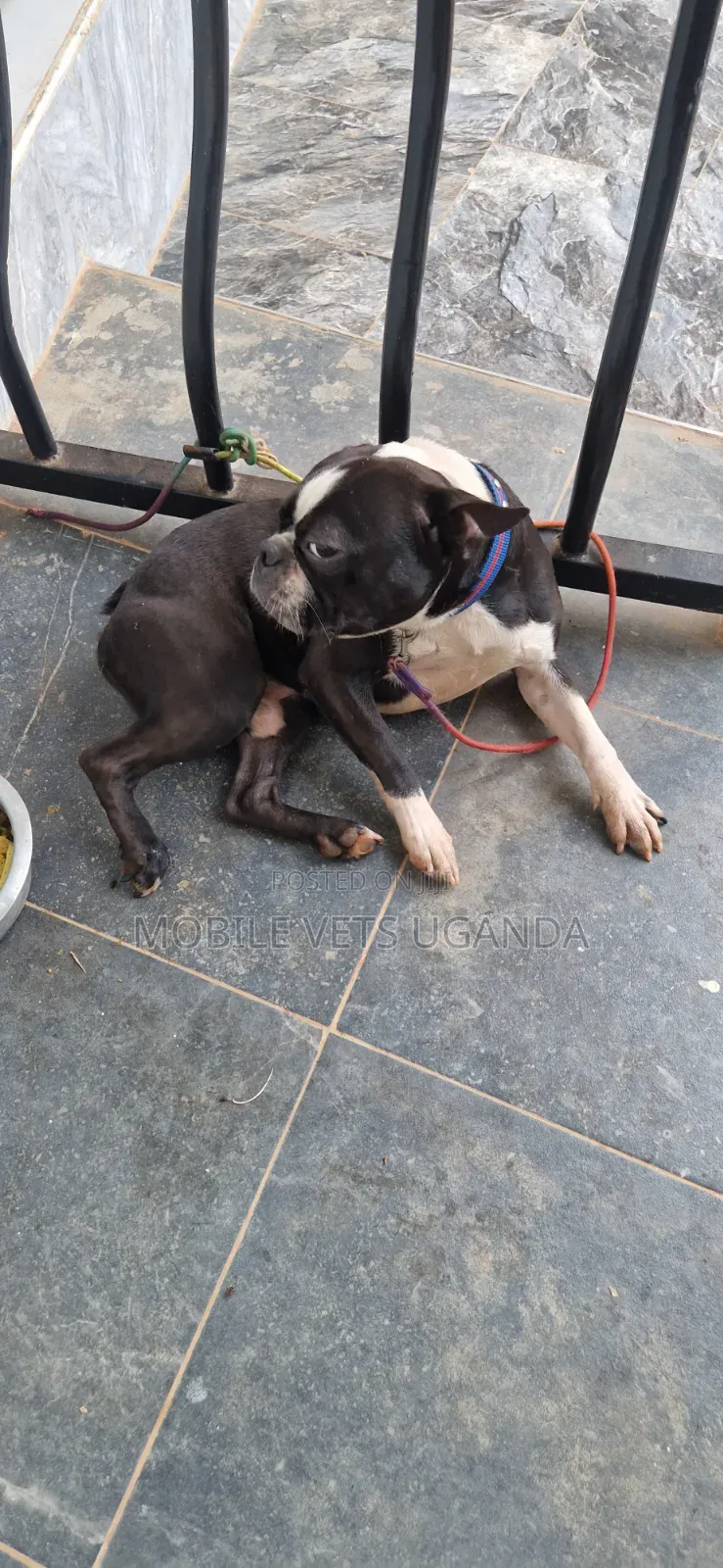 1-3 months Female Purebred Boston Terrier