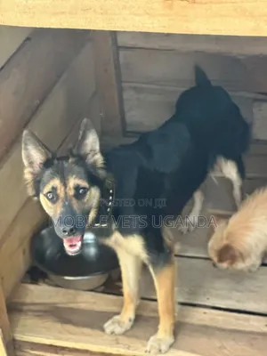 3-6 months Female Purebred German Shepherd
