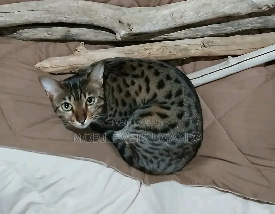 1-3 months Male Purebred Savannah