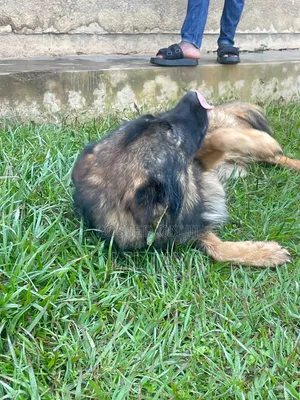 3-6 months Male Purebred German Shepherd