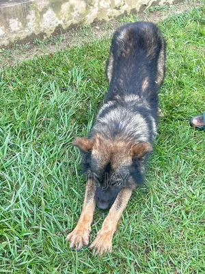 3-6 months Male Purebred German Shepherd