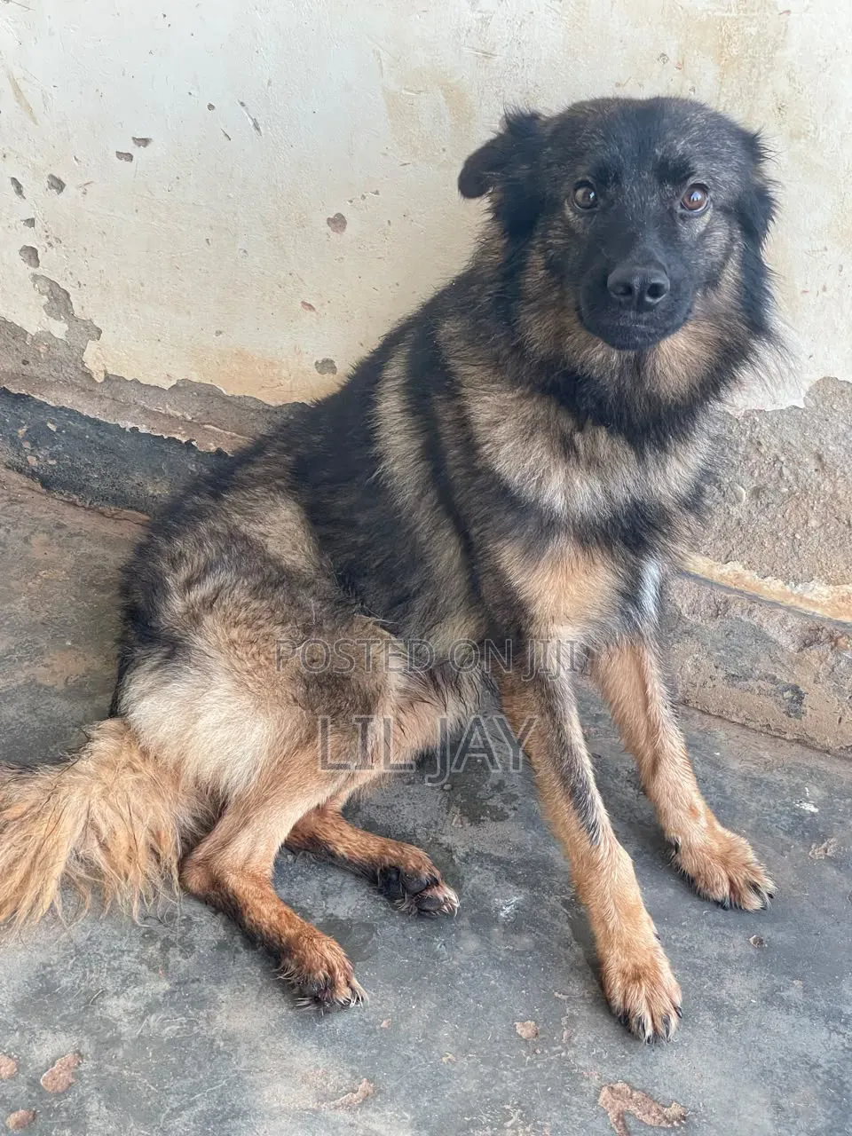 3-6 months Male Purebred German Shepherd