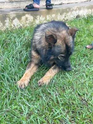3-6 months Male Purebred German Shepherd