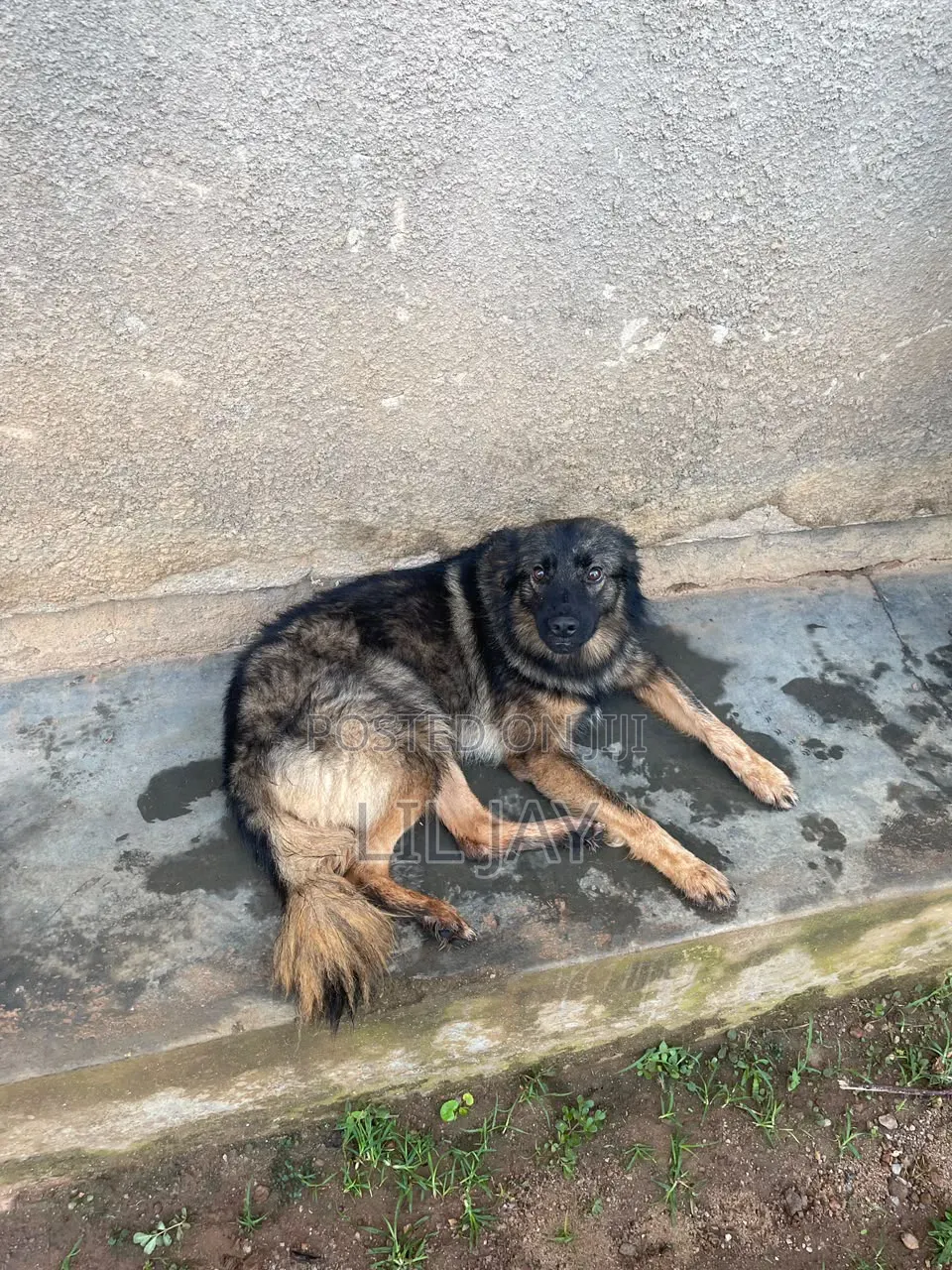 3-6 months Male Purebred German Shepherd