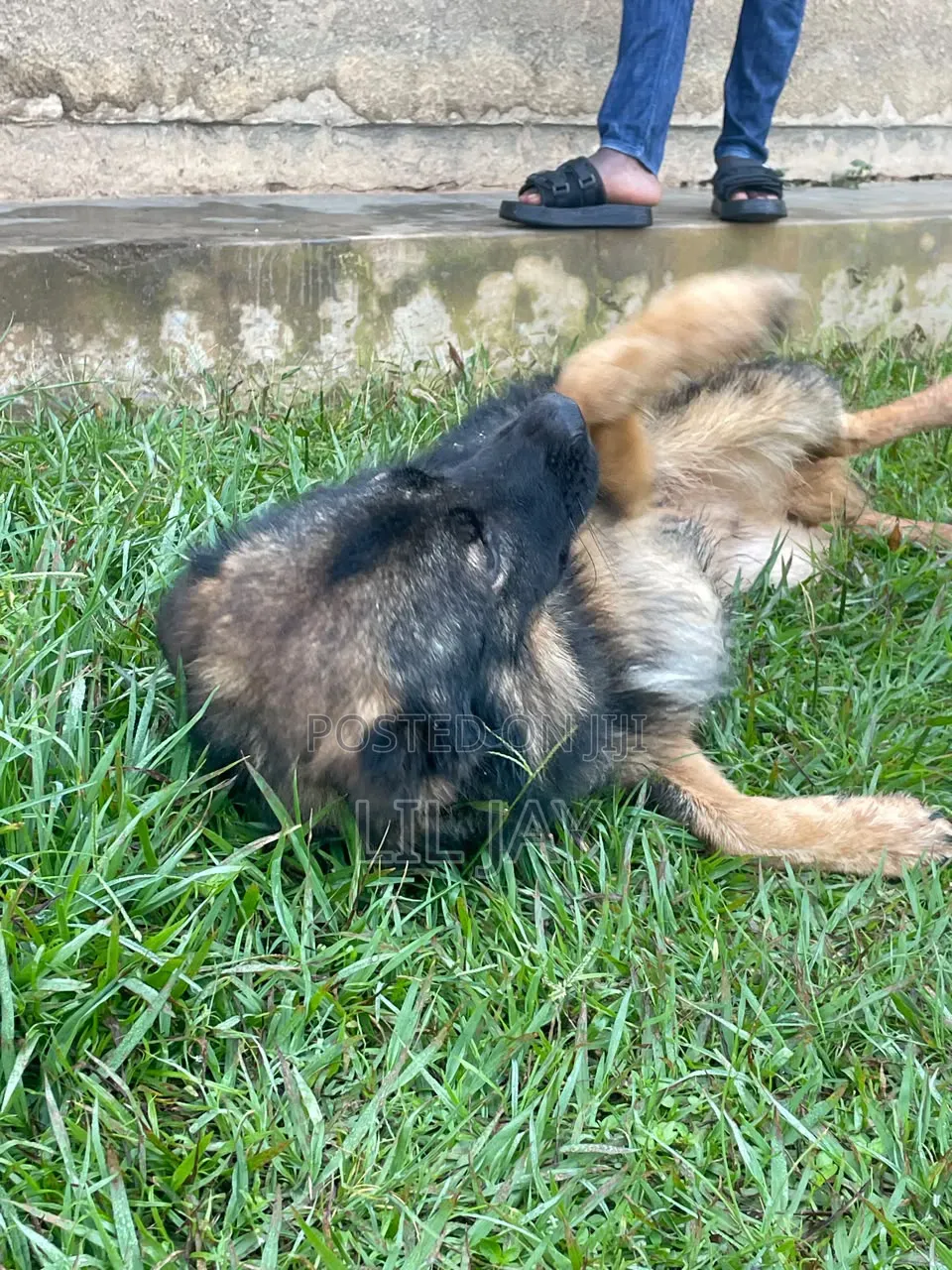 3-6 months Male Purebred German Shepherd
