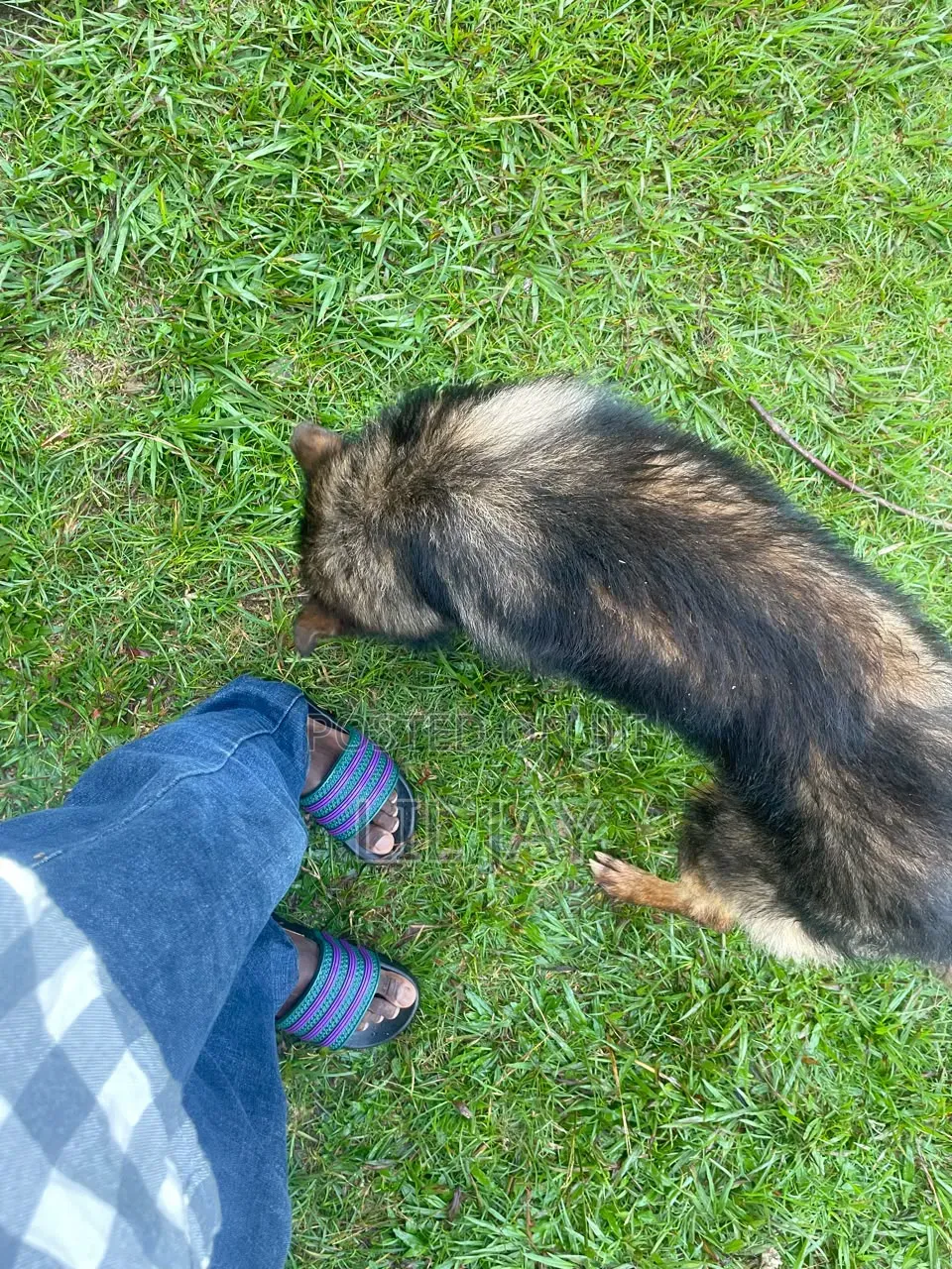 3-6 months Male Purebred German Shepherd