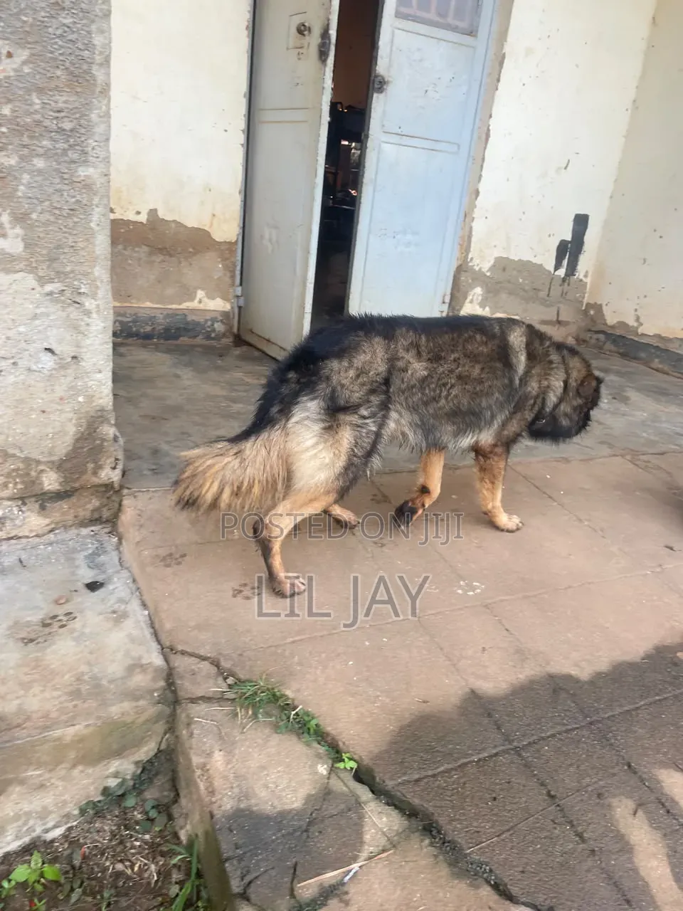 3-6 months Male Purebred German Shepherd