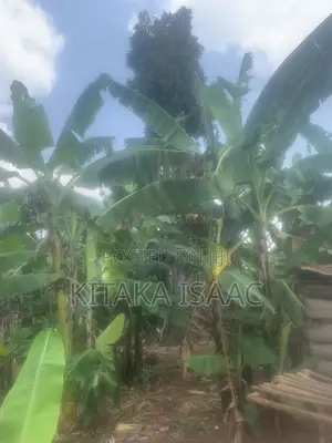 One and Half Acres for Sale