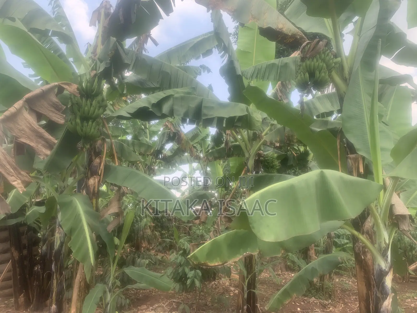One and Half Acres for Sale