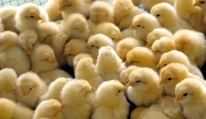 Day Old Chicks