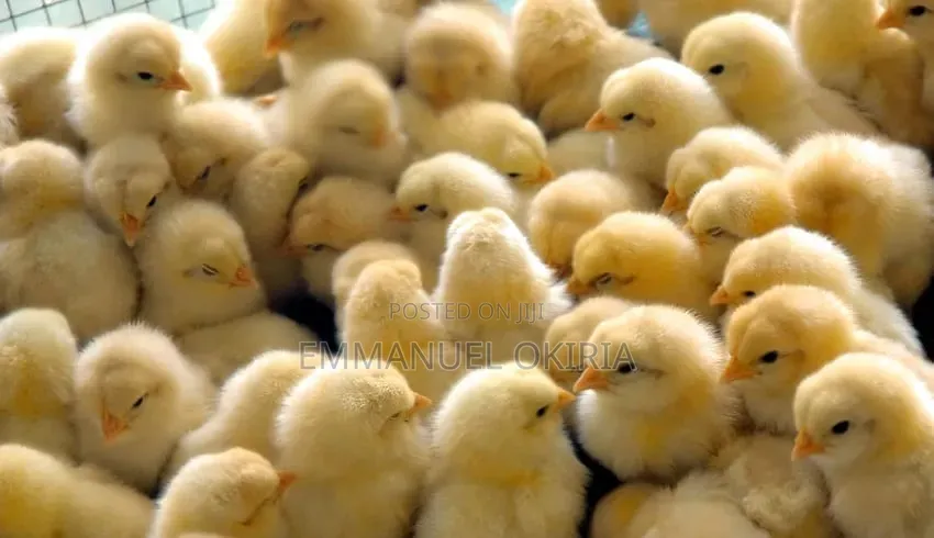 Day Old Chicks