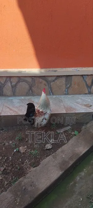 Strong Local Roosters Available