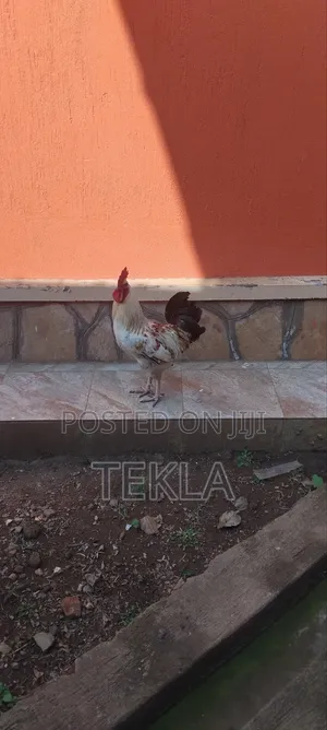 Strong Local Roosters Available
